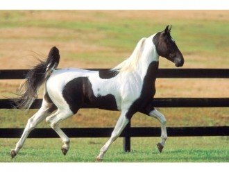 Історія зробила коней сильніше