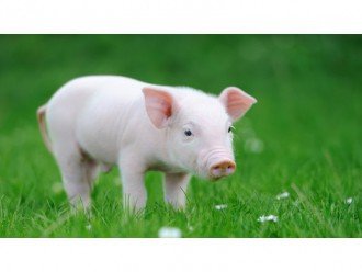 Дороги з "Лайна" можуть стати нашим майбутнім