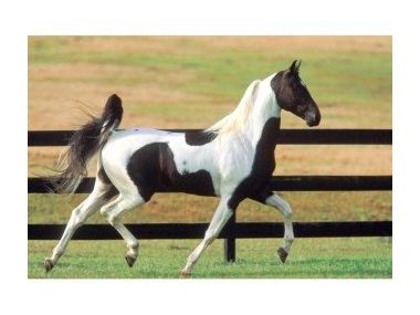 Історія зробила коней сильніше