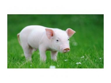 Дороги з "Лайна" можуть стати нашим майбутнім