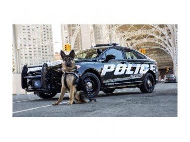 Американські копи пересядуть на гібридні Ford Mondeo